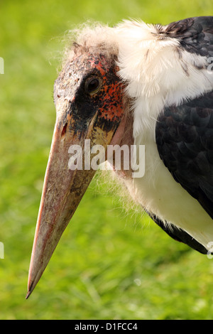 Marabou Stork (crumeniferus Flamant rose (Phoenicopterus ruber) un grand échassier, races en Afrique, en captivité au Royaume-Uni Banque D'Images