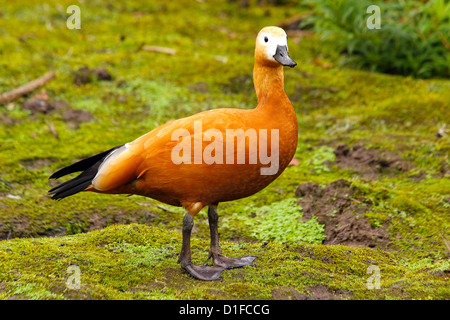 Tadorne casarca (Tadorna ferruginea) dans la famille des Anatidés, sous-famille des Tadorninae, en captivité dans le Royaume-Uni, Europe Banque D'Images