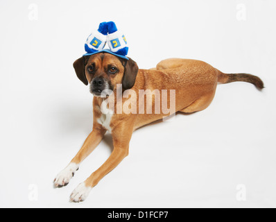 Puggle dans Hannoucah hat Banque D'Images