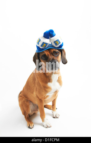 Puggle dans Hannoucah hat Banque D'Images