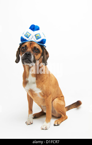 Puggle dans Hannoucah hat Banque D'Images