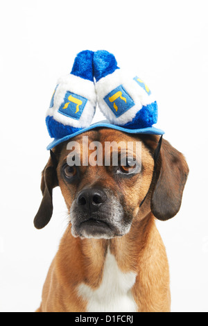 Puggle dans Hannoucah hat Banque D'Images