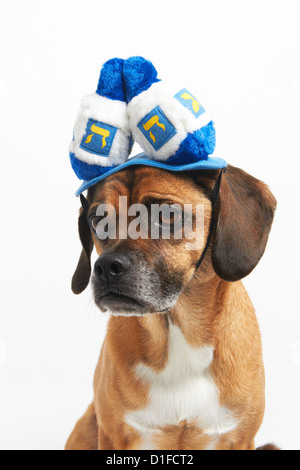 Puggle dans Hannoucah hat Banque D'Images