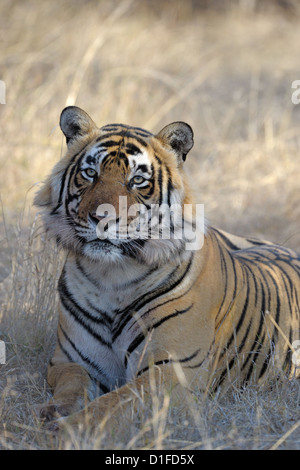 Portrait d'un tigre du Bengale (Panthera tigris tigris) couchés dans les forêts sèches, Ranthambhore national park, Rajastan, Inde. Banque D'Images