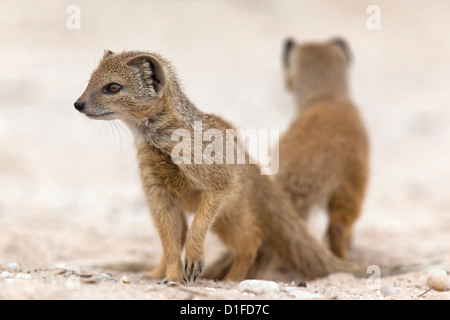 (Cynictis penicillata mangouste jaune) subadultes à den, Kgalagadi Transfrontier Park, Afrique du Sud, l'Afrique Banque D'Images