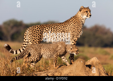 Avec Cheetah cub (Acinonyx jubatus), Phinda Private Game Reserve, Kwazulu Natal, Afrique du Sud, l'Afrique Banque D'Images