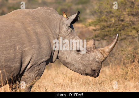 Le rhinocéros blanc (Ceratotherium simum), Imfolozi game reserve, KwaZulu-Natal, Afrique du Sud, l'Afrique Banque D'Images