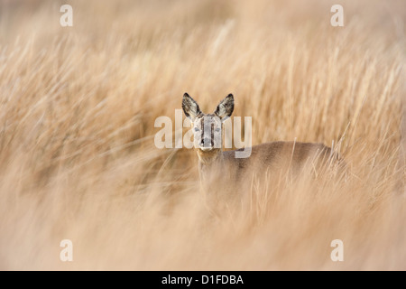 Buck Chevreuil (Capreolus capreolus), Islay, Ecosse, Royaume-Uni, Europe Banque D'Images