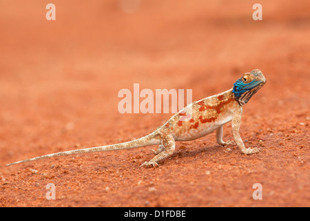 Sol (Agama agama aculeata), Kgalagadi Transfrontier Park, Northern Cape, Afrique du Sud, l'Afrique Banque D'Images