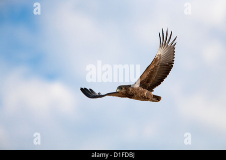 Aigle (Aquila rapax) en vol, Kgalagadi Transfrontier Park, Afrique du Sud, l'Afrique Banque D'Images