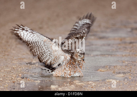 Le Sud de l'immature chant pâle autour des palombes (Melierax canorus) echelle de après la pluie, Kgalagadi Transfrontier Park, Afrique du Sud Banque D'Images