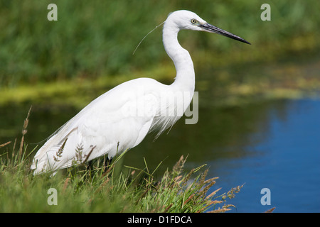 Aigrette garzette (Egretta garzetta), l'Intaka Island, Cape Town, Western Cape, Afrique du Sud, l'Afrique Banque D'Images