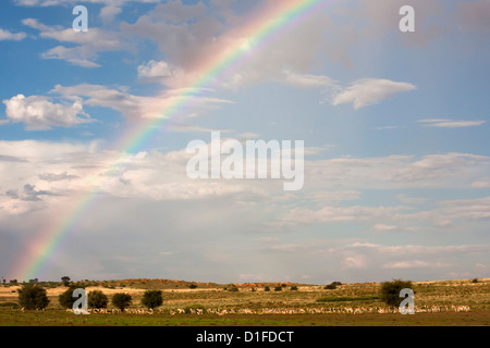 Troupeau de springboks (Antidorcas marsupialis) en paysage, avec rainbow, Kgalagadi Transfrontier Park, Northern Cape, Afrique du Sud Banque D'Images