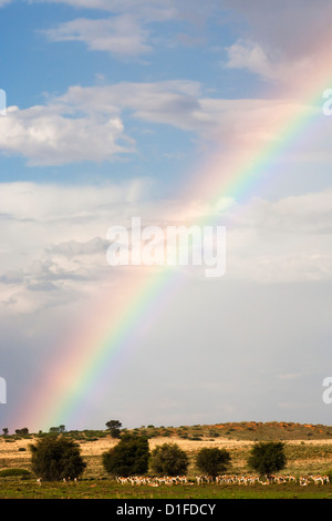 Troupeau de springboks (Antidorcas marsupialis) en paysage, avec rainbow, Kgalagadi Transfrontier Park, Northern Cape, Afrique du Sud Banque D'Images