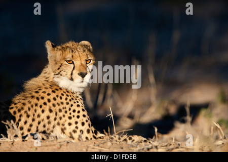 Le Guépard (Acinonyx jubatus), Kgalagadi Transfrontier Park, Afrique du Sud, l'Afrique Banque D'Images