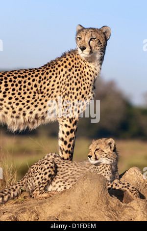 Le Guépard (Acinonyx jubatus) avec cub, Phinda Private Game Reserve, Kwazulu Natal, Afrique du Sud, l'Afrique Banque D'Images