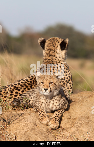 Le Guépard (Acinonyx jubatus) cub, Phinda Private Game Reserve, Kwazulu Natal, Afrique du Sud, l'Afrique Banque D'Images