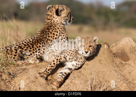 Le Guépard (Acinonyx jubatus) cub, Phinda Private Game Reserve, Kwazulu Natal, Afrique du Sud, l'Afrique Banque D'Images