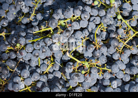 Les raisins rouges prêt à la production de vin Banque D'Images