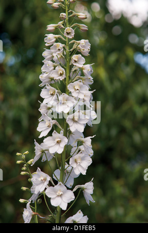 Succursale de campanula blanc dans le jardin de fleurs Banque D'Images