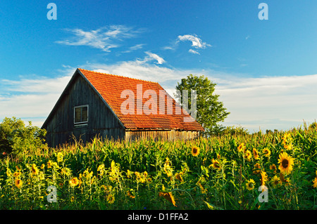 Scène avec le tournesol (Helianthus annuus), forêt noire, forêt-Noire-baar, Baden-Wurttemberg, Allemagne Banque D'Images