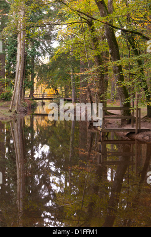 Flux d'eau noire par Rhinefield Ornamental Drive dans la New Forest, Hampshire, Royaume-Uni. Banque D'Images