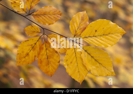 [Hêtre commun Fagus sylvatica] feuilles dorées en automne. Novembre. West Sussex, Angleterre, Royaume-Uni. Banque D'Images