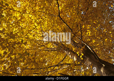 [Hêtre commun Fagus sylvatica] troncs et feuilles dorées en automne. Novembre. West Sussex, Angleterre, Royaume-Uni. Banque D'Images