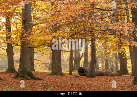 Les arbres feuillus mixtes, le hêtre commun, châtaignier, chêne, avec les feuilles d'automne. West Sussex, Angleterre, Royaume-Uni. Novembre. Banque D'Images