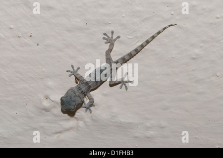 Hôtellerie de l'Est, Gecko Tarentola (angustimentalis), Fuerteventura, Îles Canaries Banque D'Images