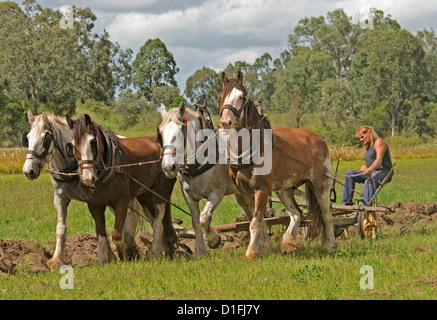 Équipe de quatre chevaux de labour à la ferme Banque D'Images