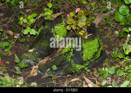 Vieilles bottes avec moss / fougères poussant sur le cuir - utilisés comme pots / conteneurs dans jardin Banque D'Images