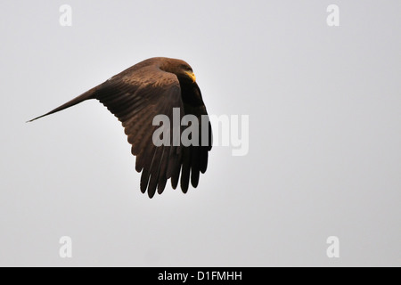 Milan noir Milvus migrans, Accipritidae, Parc National de Gambela, en Éthiopie, l'Afrique Banque D'Images