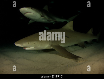 Citron et requin de récif le partage d'un cadre sur une plongée de nuit Banque D'Images