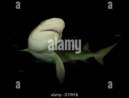 Le requin montrant son sourire sur une plongée de nuit Banque D'Images