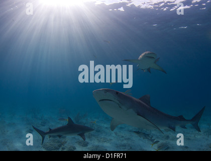 Tiger et requins citrons dans Magic Light Banque D'Images