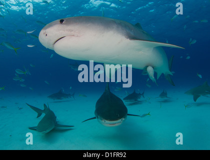 Tiger et requins citrons dans du sable blanc Banque D'Images