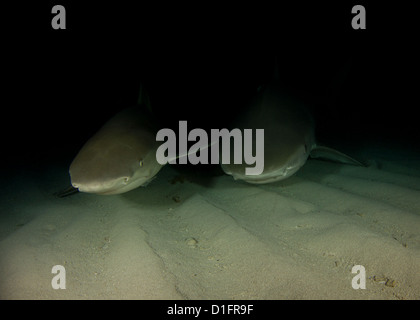 Citron et requin tigre sur une plongée de nuit Banque D'Images