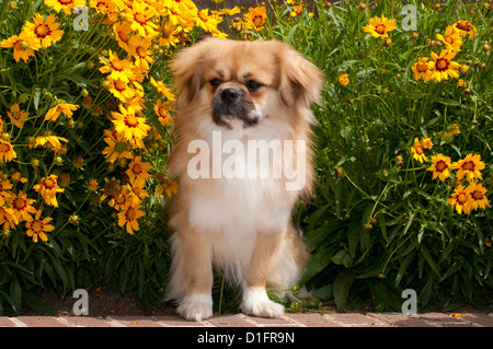 Tibetan Spaniel sitting Banque D'Images