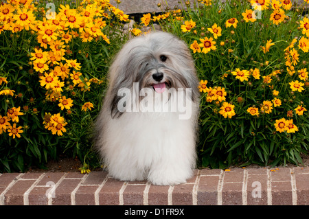 Bichons Havanais en face de fleurs Banque D'Images