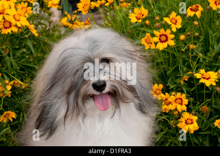 Bichons Havanais en face de fleurs Banque D'Images