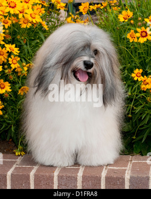 Bichons Havanais en face de fleurs Banque D'Images