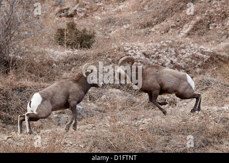 Deux mouflons (Ovis canadensis) affrontent les béliers pendant le rut, Clear Creek Comté, Colorado, États-Unis d'Amérique Banque D'Images