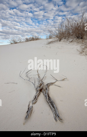 Les brindilles sur les dunes, White Sands National Monument, Nouveau-Mexique, États-Unis d'Amérique, Amérique du Nord Banque D'Images