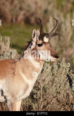 Pronghorn (Antilocapra americana) buck, le Parc National de Yellowstone, Wyoming, États-Unis d'Amérique, Amérique du Nord Banque D'Images