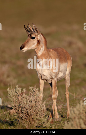 Pronghorn (Antilocapra americana) buck, le Parc National de Yellowstone, Wyoming, États-Unis d'Amérique, Amérique du Nord Banque D'Images