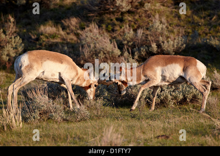 Deux Pronghorn (Antilocapra americana) sparring bucks, Parc National de Yellowstone, Wyoming, United States of America Banque D'Images