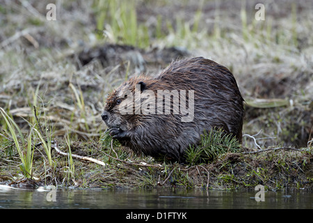 Castor (Castor canadensis) de la direction générale de l'alimentation toujours verte, le Parc National de Yellowstone, Wyoming, United States of America Banque D'Images