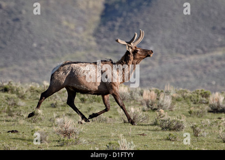 Bull le wapiti (Cervus canadensis) en velours de la course, le Parc National de Yellowstone, Wyoming, États-Unis d'Amérique, Amérique du Nord Banque D'Images