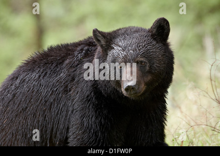 L'ours noir (Ursus americanus), le Parc National de Yellowstone, Wyoming, États-Unis d'Amérique, Amérique du Nord Banque D'Images